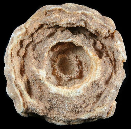 Flower-Like Sandstone Concretion - Pseudo Stromatolite #62222